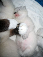 Котятам 9 дней