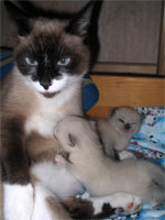 Котятам 8 дней