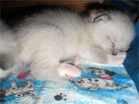 Кошечке 15 дней