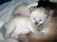 Котик 10 дней