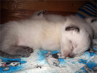 Котик 15 дней