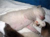 Кошечке 10 дней