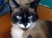 Леди беременна