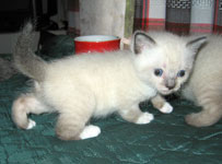 Кошечке 3 ндели и 3 дня