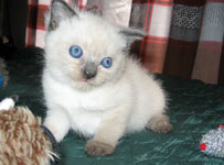 Котик 15 дней