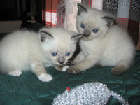 Кошечке 3 недели и 3 дня