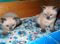 Котик справа, слева кошчка. Почти месяц