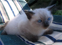 Котик 1 мес. и 3 дня