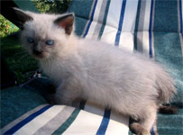 Кошечка 1 мес. и 3 дня