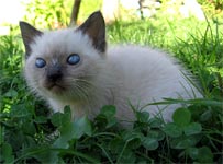 Кошечка 1 мес. и 3 дня