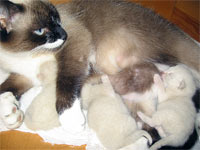 Котятам 1 день