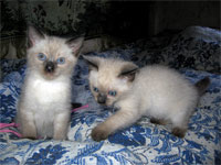 Кошечка с котиком. Кошка справа