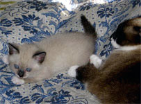 Кошечка 1 мес. и неделя