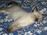 Котику 1 мес. и 3 дня