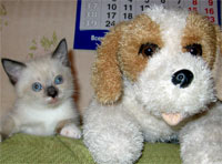 Кошечка 1 мес. и 4 дня