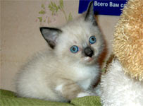 Кошечка 1 мес.4 дня. Блые локоточки