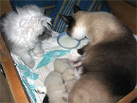 Блесс наблюдает как Леди кушает. Котятам 2 дня