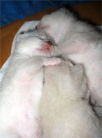 Котятам 8 дней