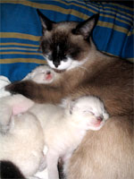 Котятам 8 дней