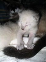 Котенку (мальчик) 8 дней